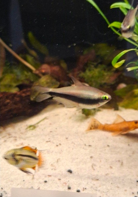 10x Poissons d'aquarium tétra argentés à vendre