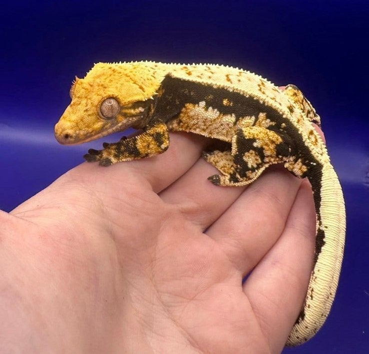 Chaos wimpergecko male High white black/white contrast, Dieren en Toebehoren, Overige soorten, 0 tot 2 jaar