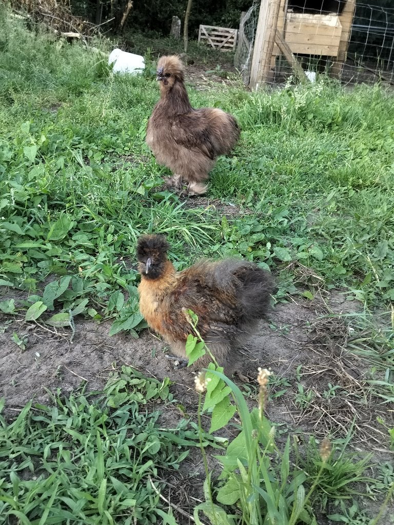 Usa zijdehoen haan, Dieren en Toebehoren
