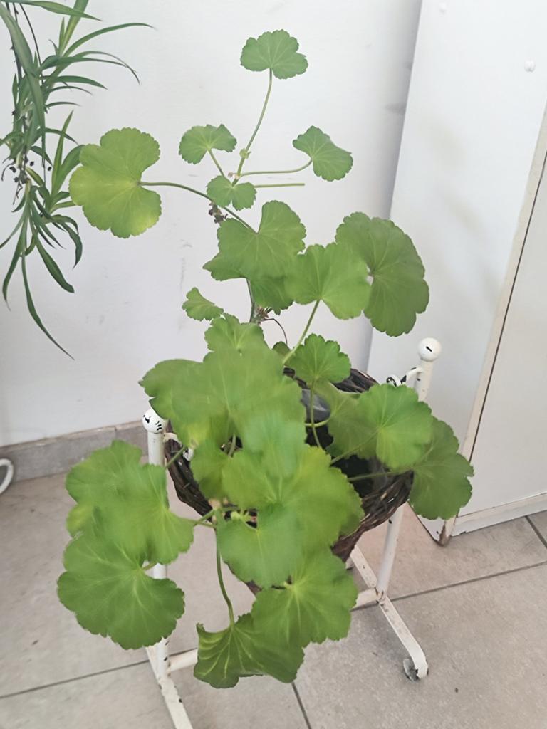 Geranium plant met bloem standaard, Tuin en Terras, Planten | Tuinplanten, Ophalen