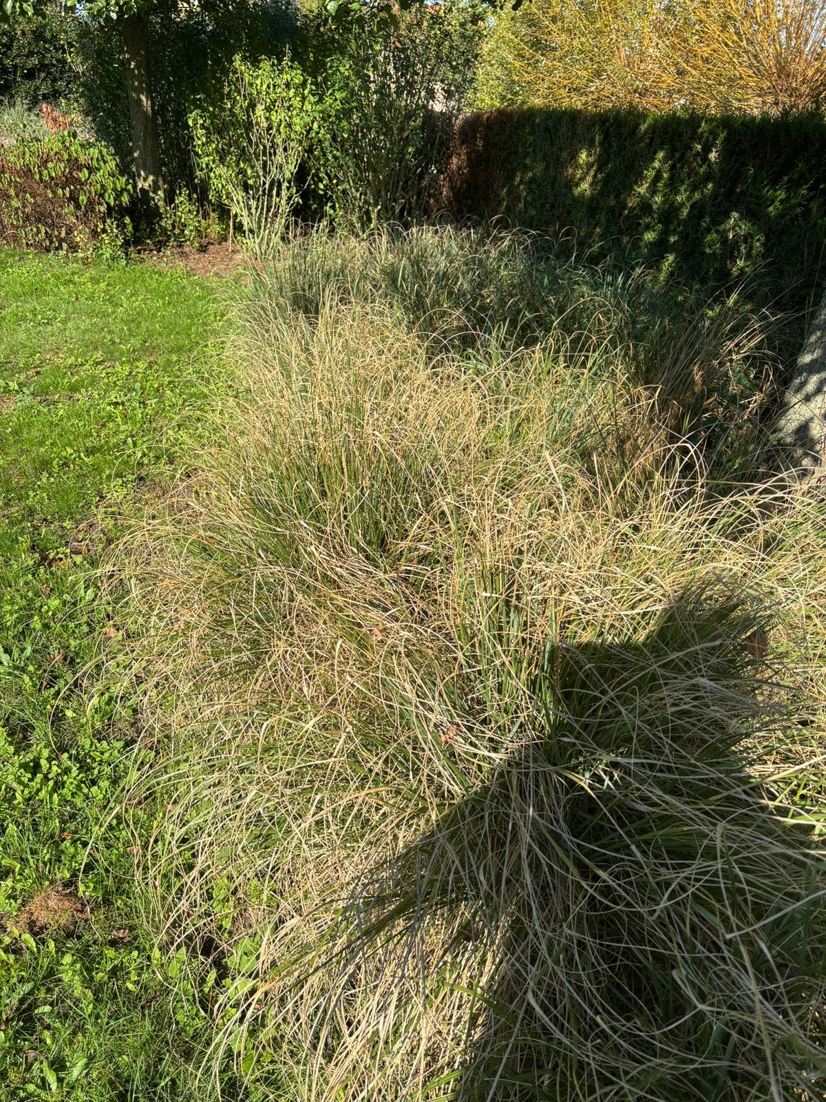 Siergrassen, Ophalen, Vaste plant, Siergrassen