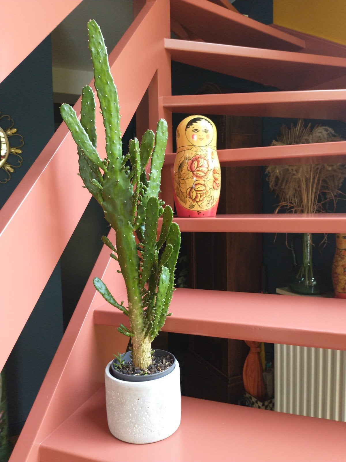 Cactus en forme de disque opuntia 70 cm avec pot décoratif,, Enlèvement, Cactus, Plein soleil, Moins de 100 cm
