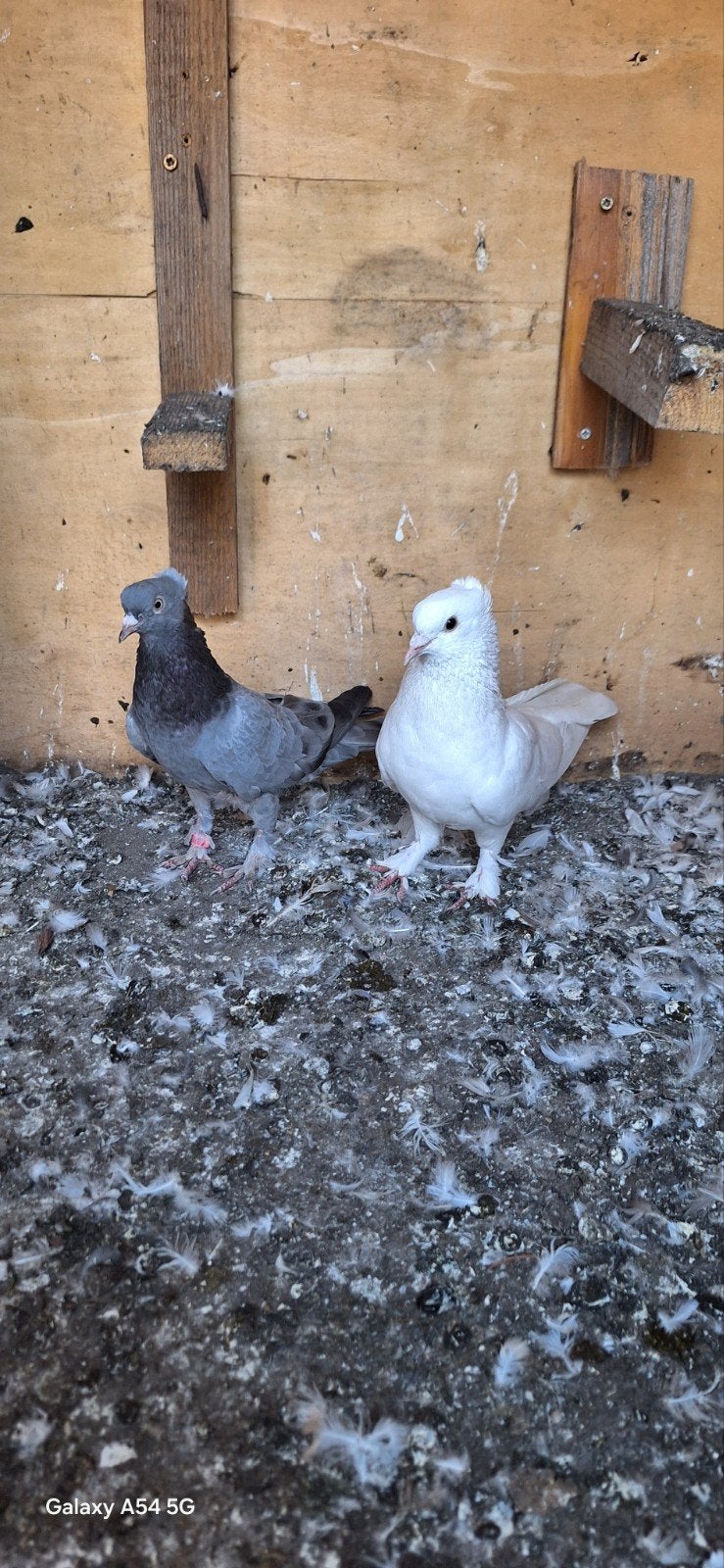 takla, Plusieurs animaux, Pigeon culbutant ou Roller