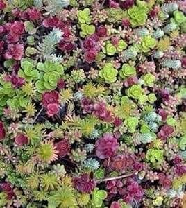 Sedum mix plugjes 4x4 cm, Tuin en Terras, Ophalen, Bodembedekkers, Volle zon, Vaste plant