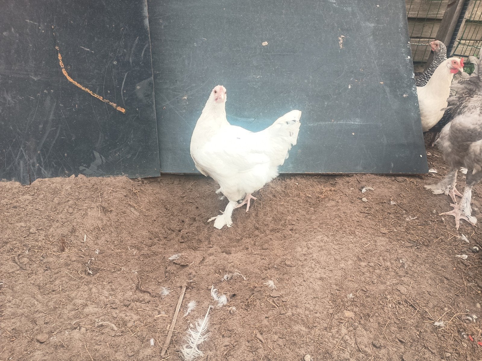 4 jonge hybride hoevekip