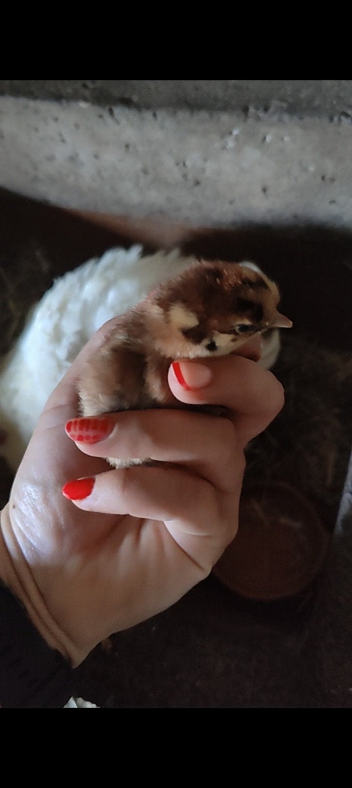 Kuikentjes verschillende kleuren, Dieren en Toebehoren, Juni