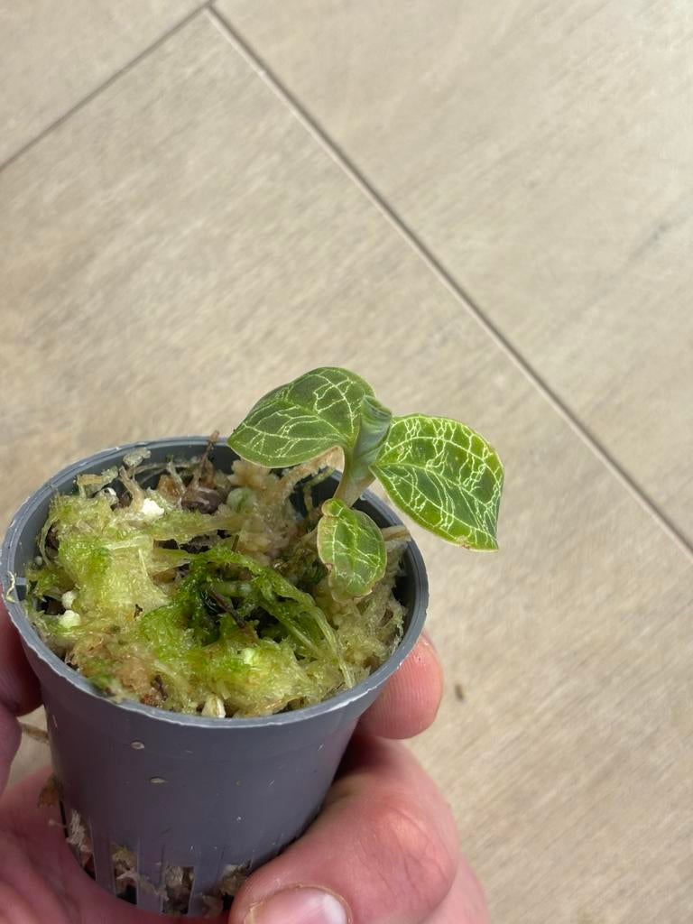 Macodes petola (jewel orchid), Enlèvement ou Envoi, Neuf, Branche, Plante, Roche ou Pierre