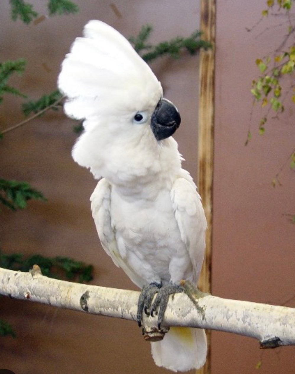 Cacatoès alba, Animaux & Accessoires, Femelle, Perroquet, Parleur