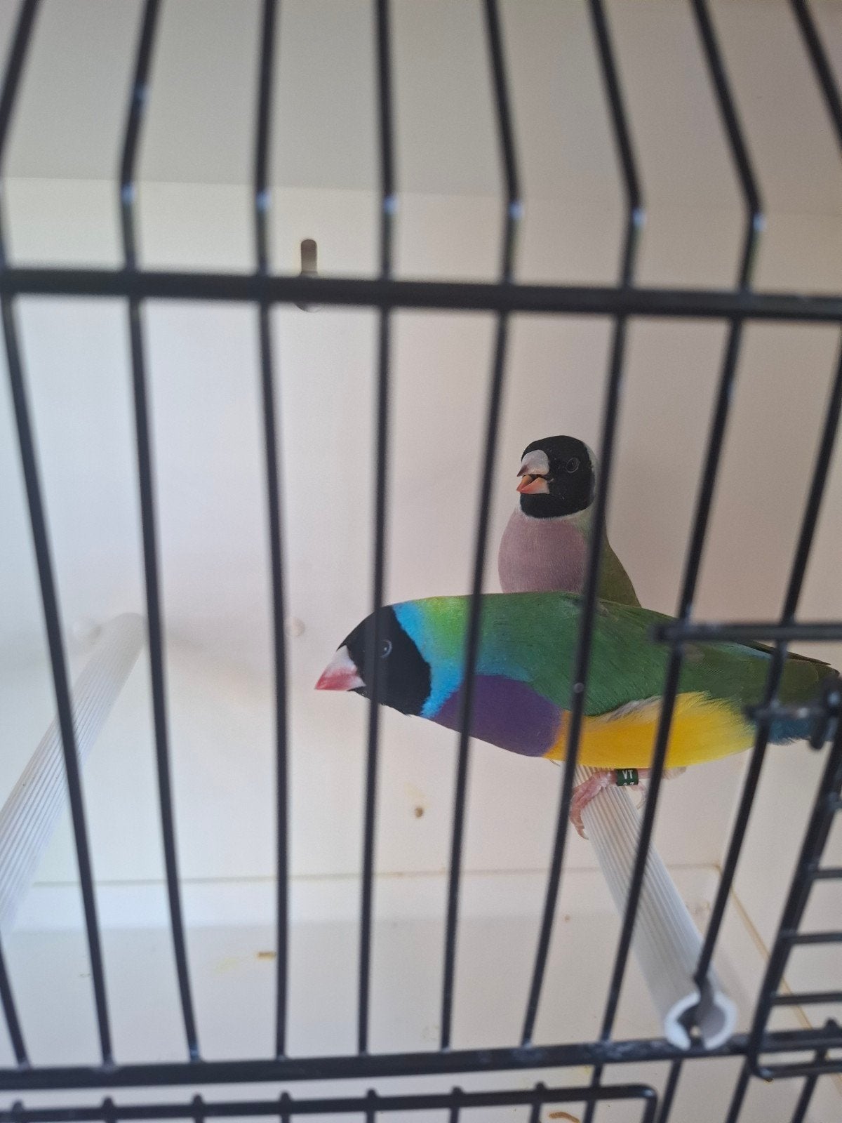 Gouldamadine, Animaux & Accessoires