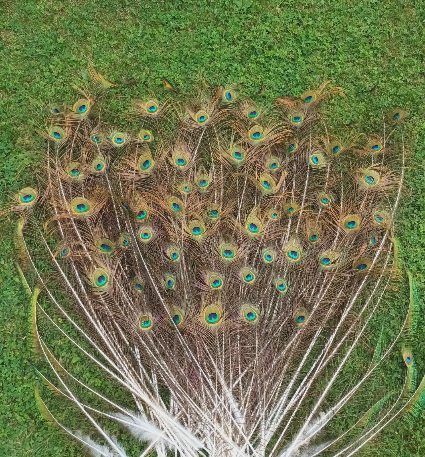Blauwe pauwenveren., Collections, Collections Animaux, Enlèvement, Comme neuf, Animal de ferme, Autres types