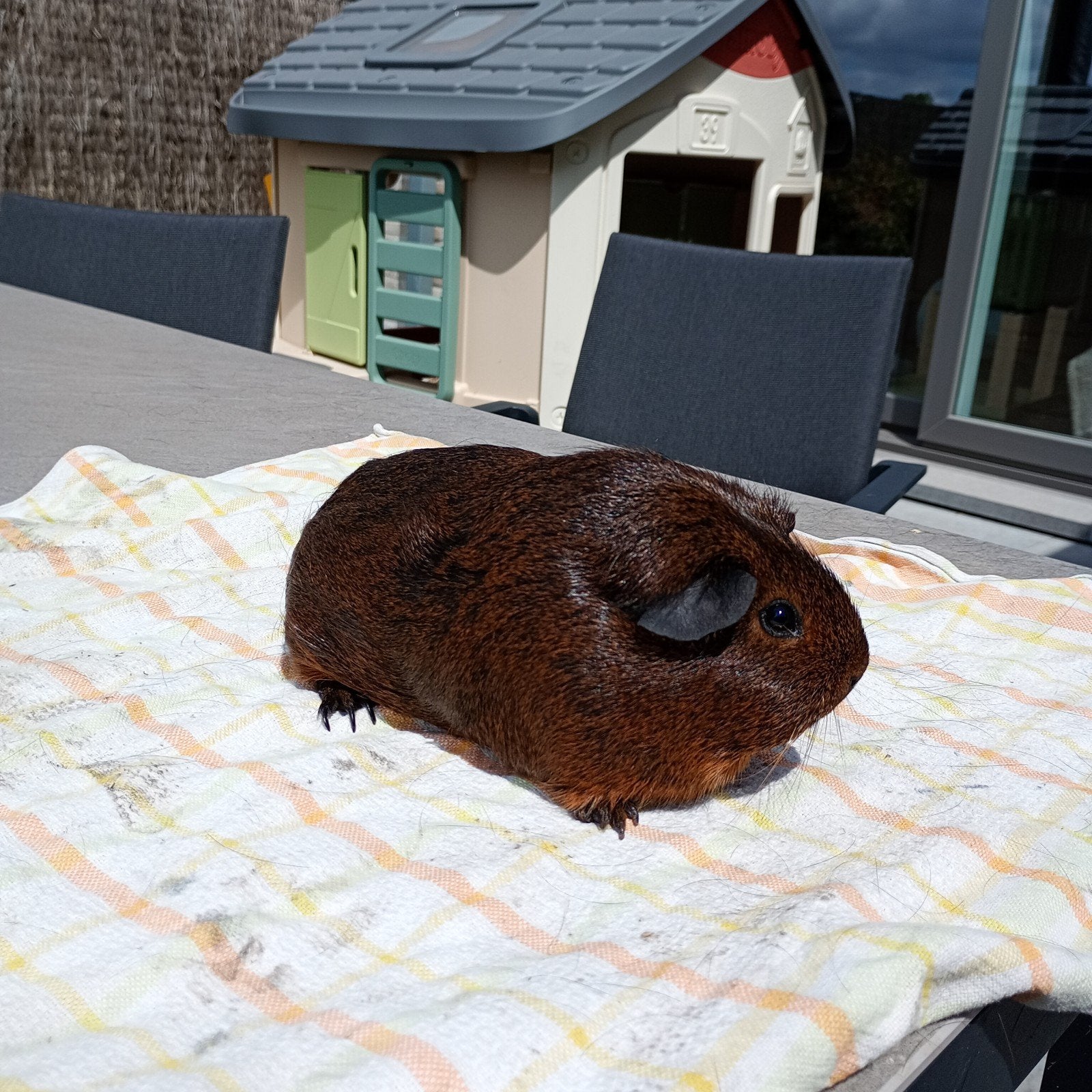 Cavia - Koppel goudagouti - onverwant, Dieren en Toebehoren, Knaagdieren, Januari, Meerdere dieren, Cavia