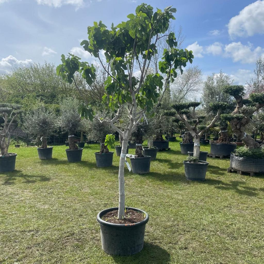 ‼️vijgenbomen rechtstreekse import spanje ‼️, Tuin en Terras, Ophalen