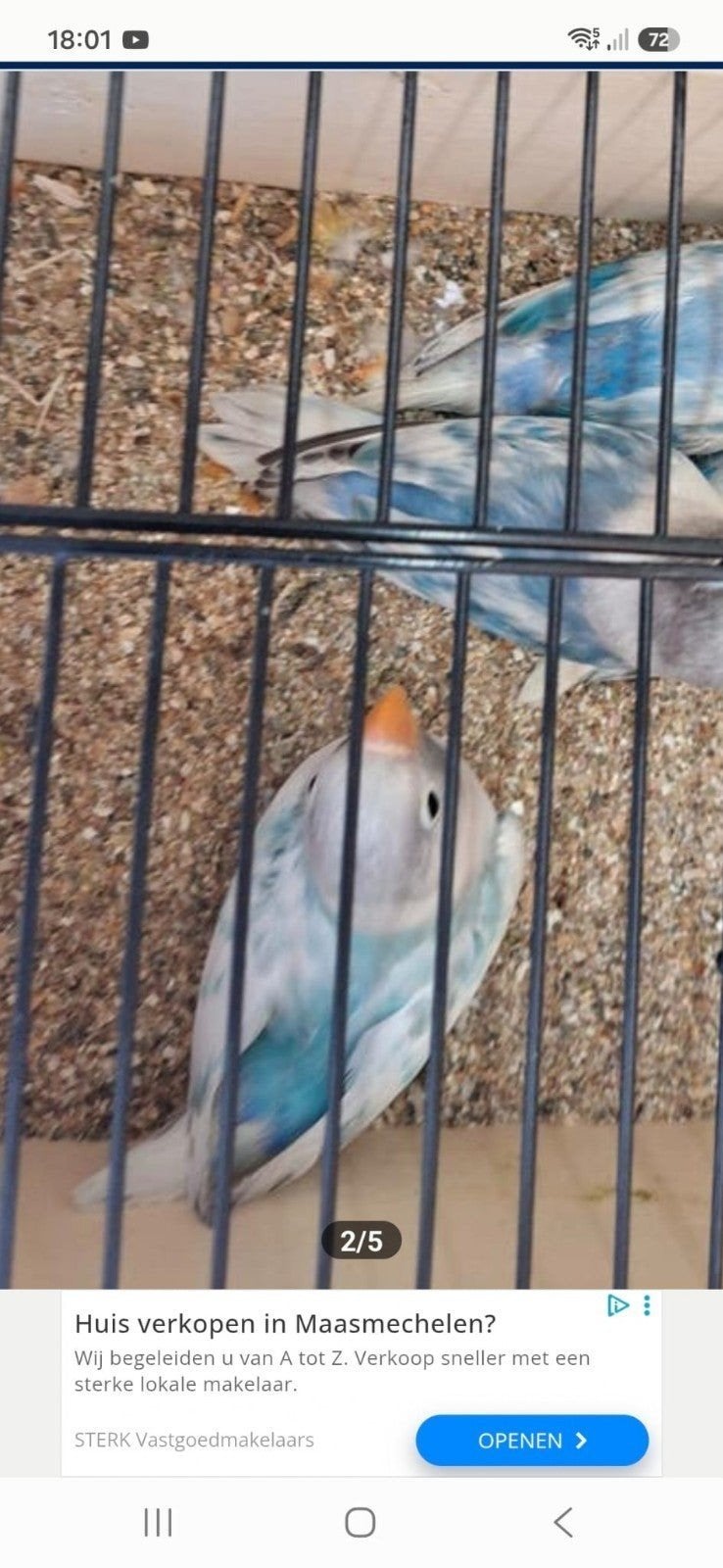 Jonge personata van 2026 met vaste ring aan, Dieren en Toebehoren, Vogels | Parkieten en Papegaaien