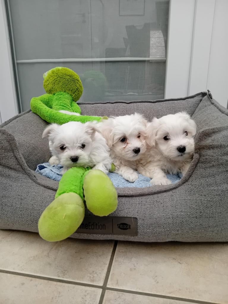 Prachtige Maltezerpups, Dieren en Toebehoren, Parvo, België, Maltezer, Fokker | Hobbymatig