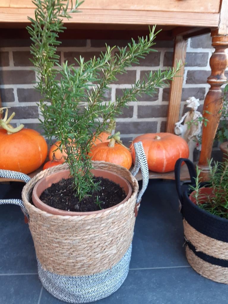Rozemarijn plant, Tuin en Terras, Ophalen