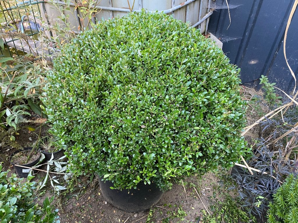 Ilex crenata Luxus Globe, Tuin en Terras, Planten | Struiken en Hagen, Ophalen, Struik