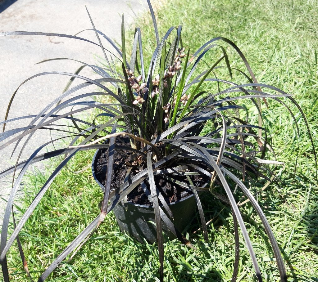 barbe de serpent noire (Ophiopogon planiscapus « Niger »), Plein soleil, Enlèvement, Plante fixe, Été