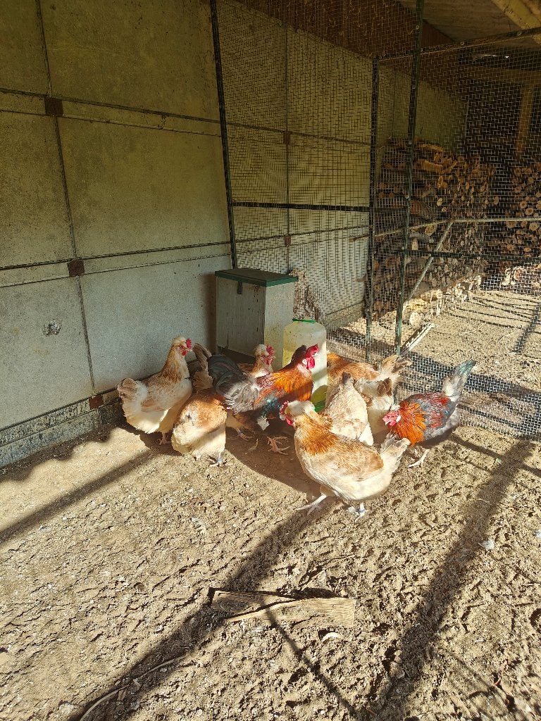 Kuikens sulmtalers groothoen, Dieren en Toebehoren, Geslacht onbekend, Kip