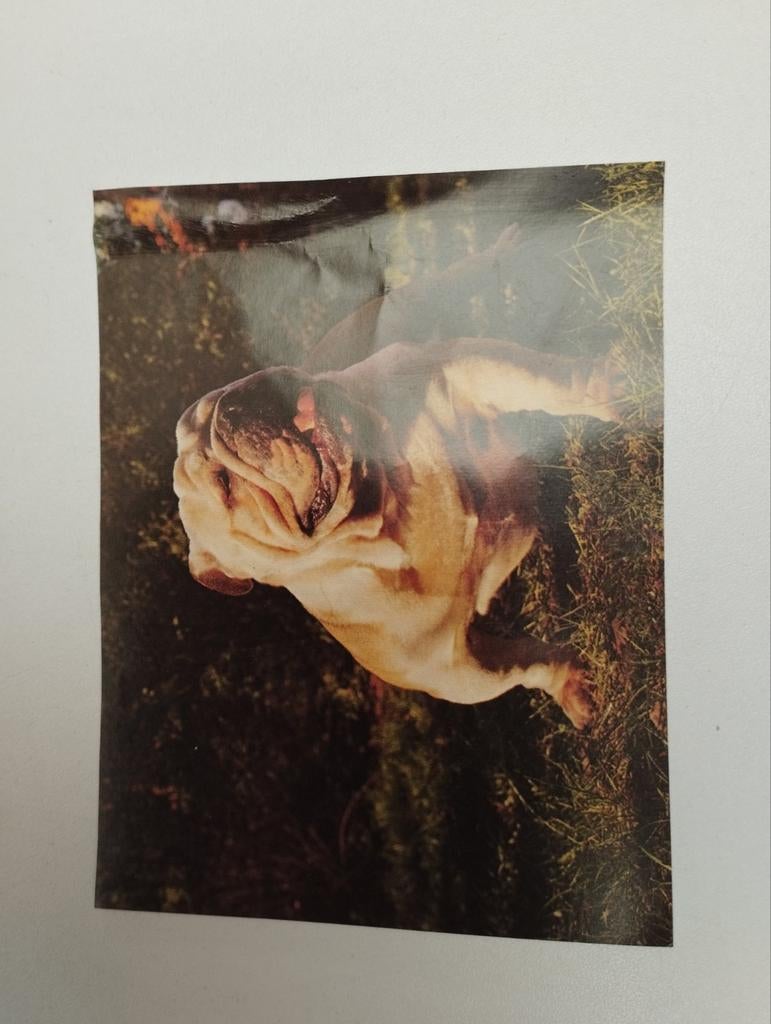 Een prent over een hond ras buldog kleur verschillende kleur, Antiek en Kunst, Kunst | Schilderijen | Klassiek, Ophalen