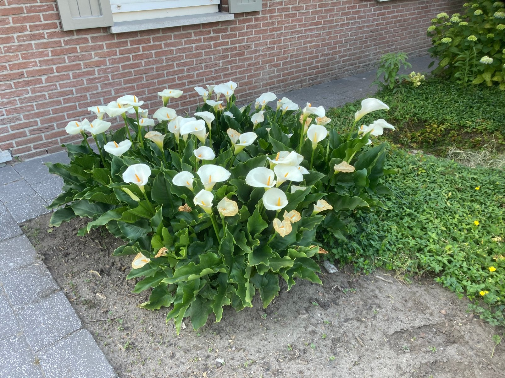 Mooie witte bossen arondskelken, Tuin en Terras, Ophalen