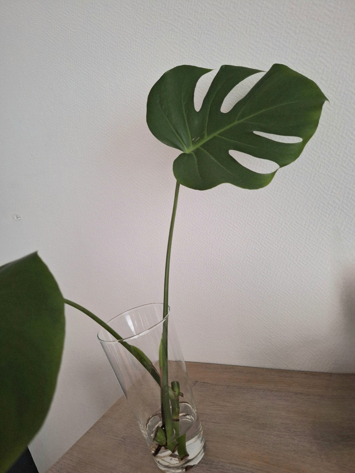 2 monstera gatenplant stekjes, Huis en Inrichting, Kamerplanten, Ophalen
