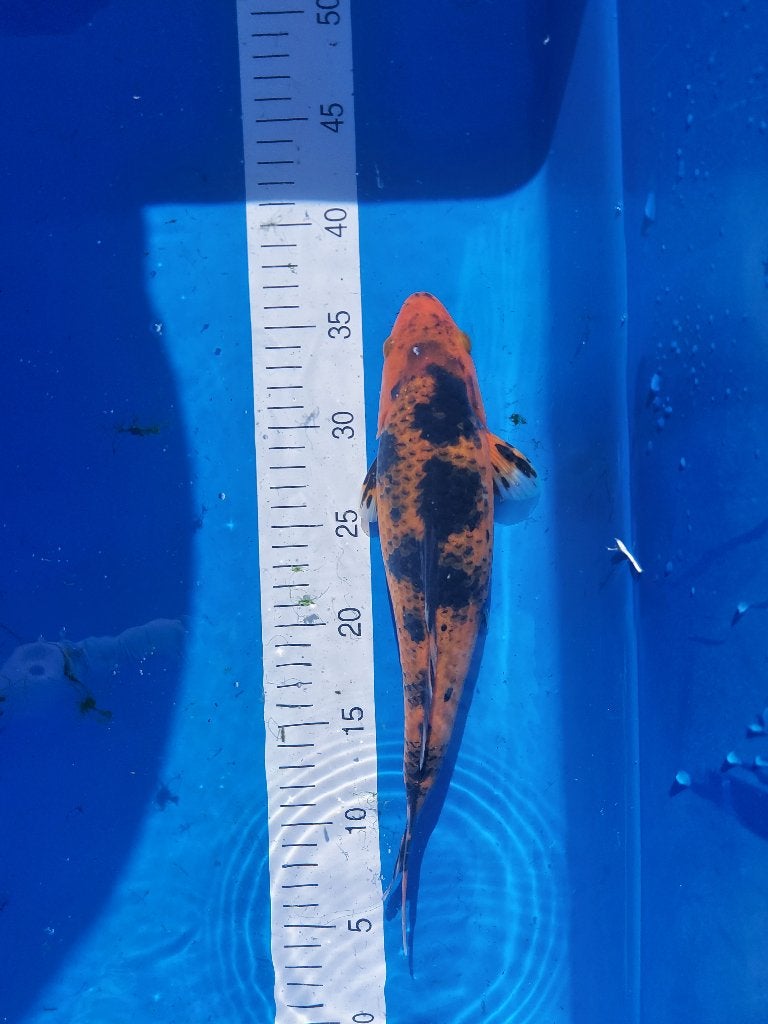 koi, Karper of Koi
