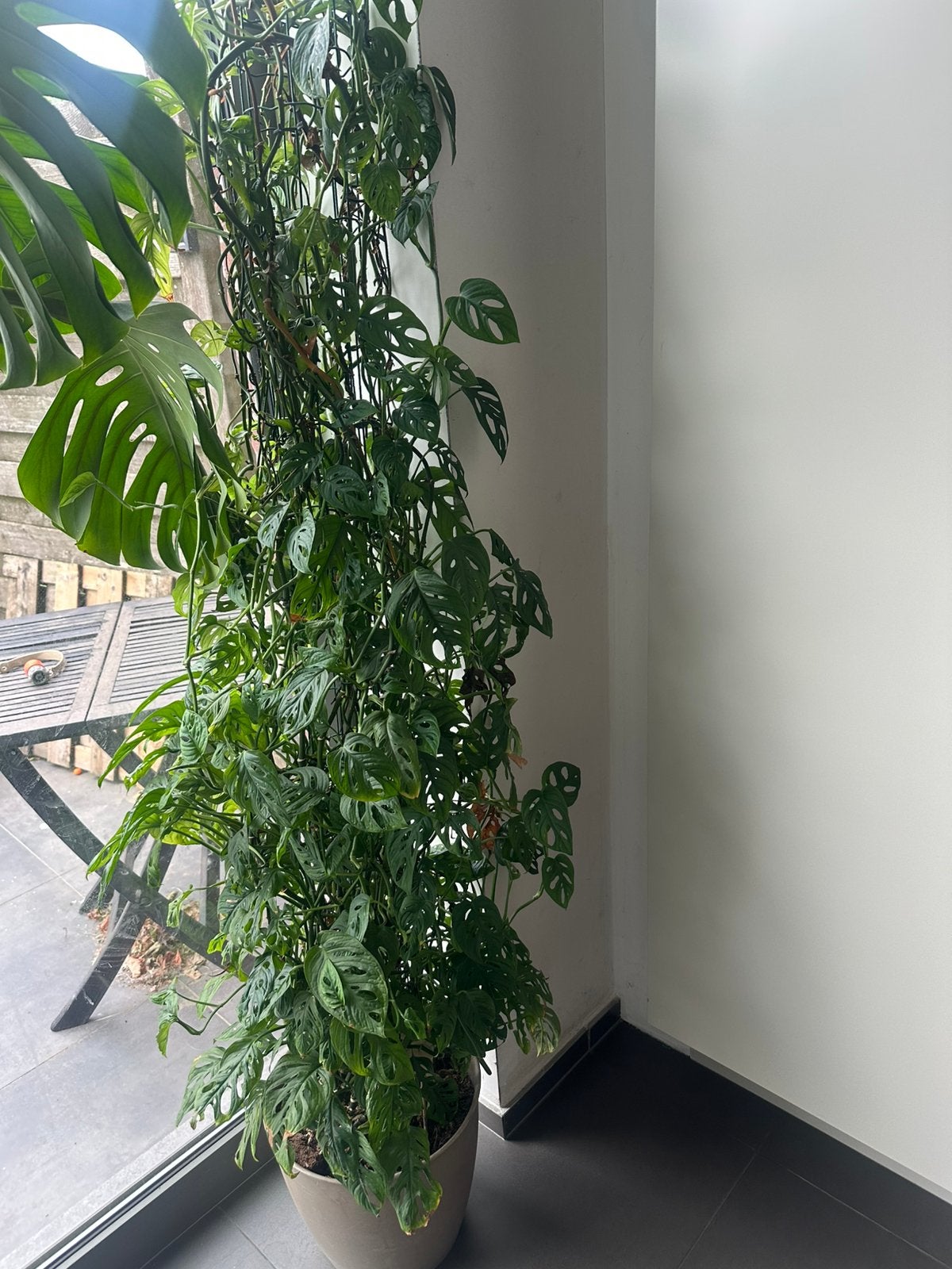 Monstera plant, Halfschaduw, Overige soorten, 100 tot 250 cm, Ophalen