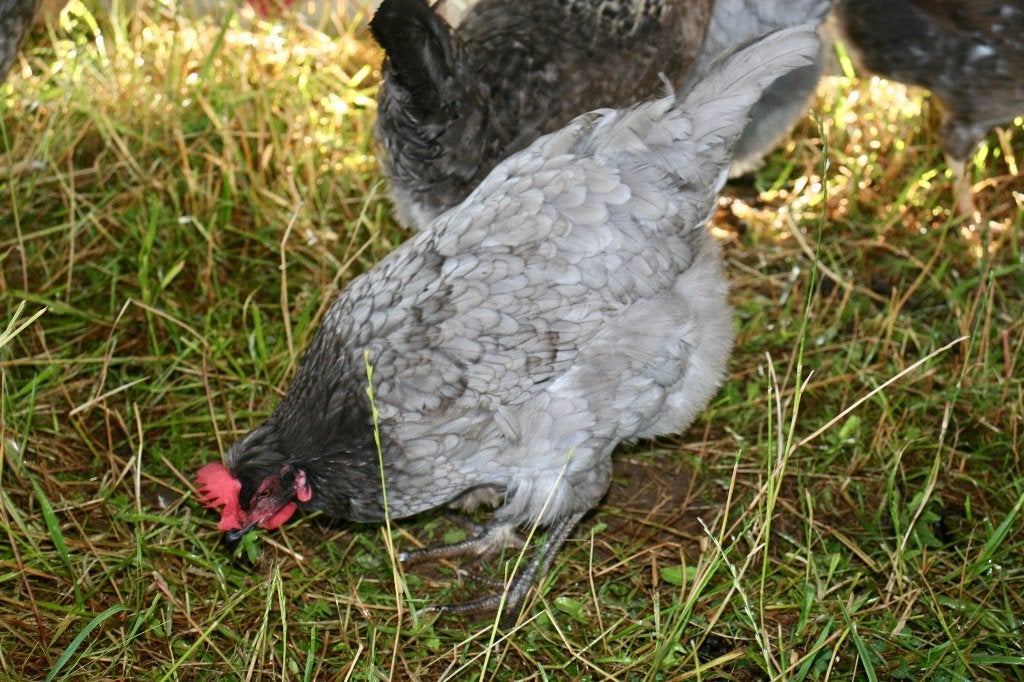 Kippen te koop verschillende kleuren, Animaux & Accessoires, Femelle, Poule ou poulet