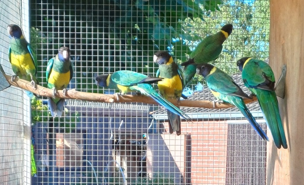gesekste port lincoln parkieten 2026, Dieren en Toebehoren, Vogels | Parkieten en Papegaaien, Meerdere dieren, Parkiet, Geringd