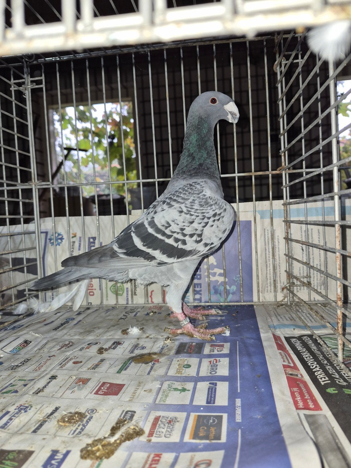 Pigeon de beauté allemand, Animaux & Accessoires