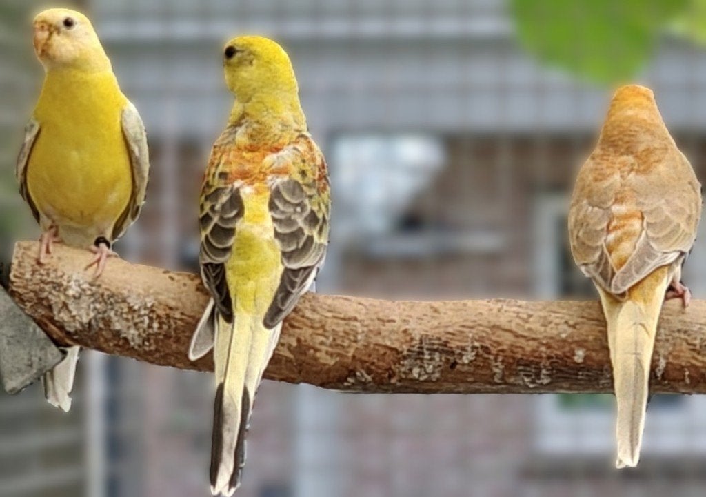 Roodrug parkieten, Meerdere dieren, Parkiet, Geringd