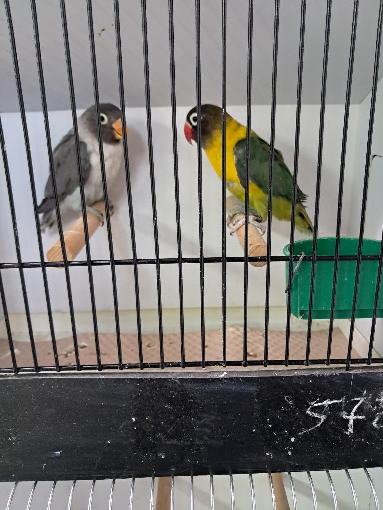 Couple personata