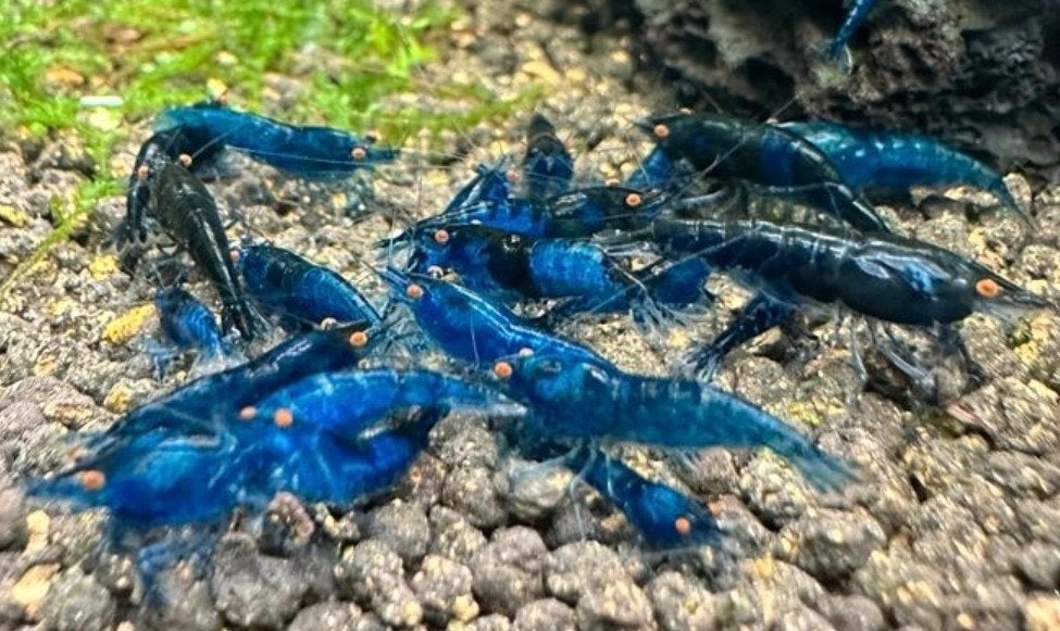 blauwe garnalen oe oranje ogen op kraanwater