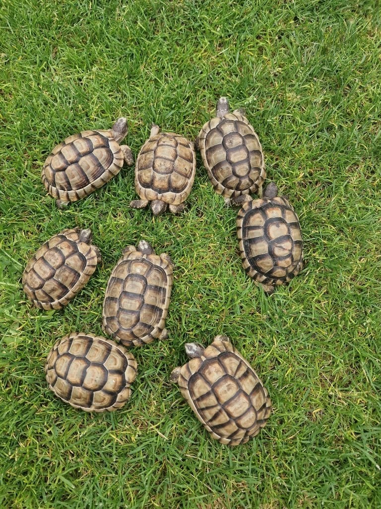 Griekse Marginatas, Dieren en Toebehoren, Ophalen of Verzenden, Nieuw