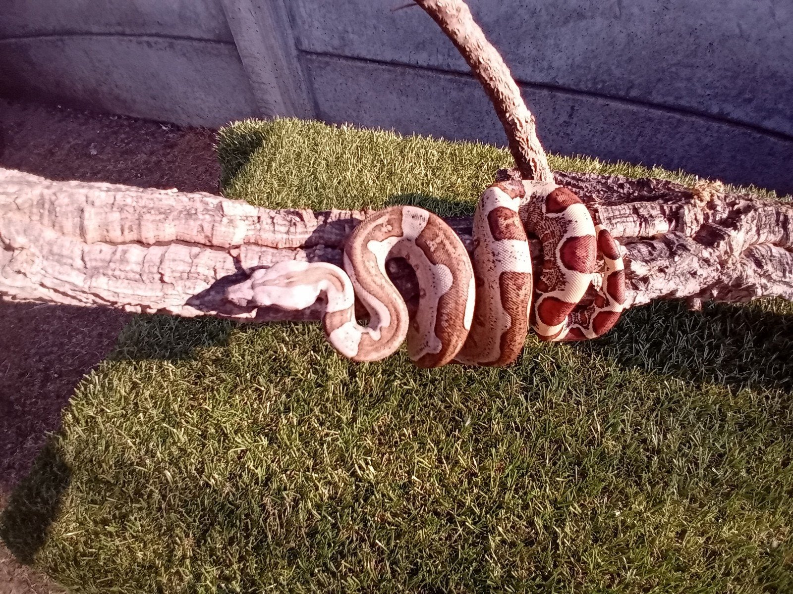 2 laatste jonge boa constrictor imperator, Animaux & Accessoires, Reptiles & Amphibiens
