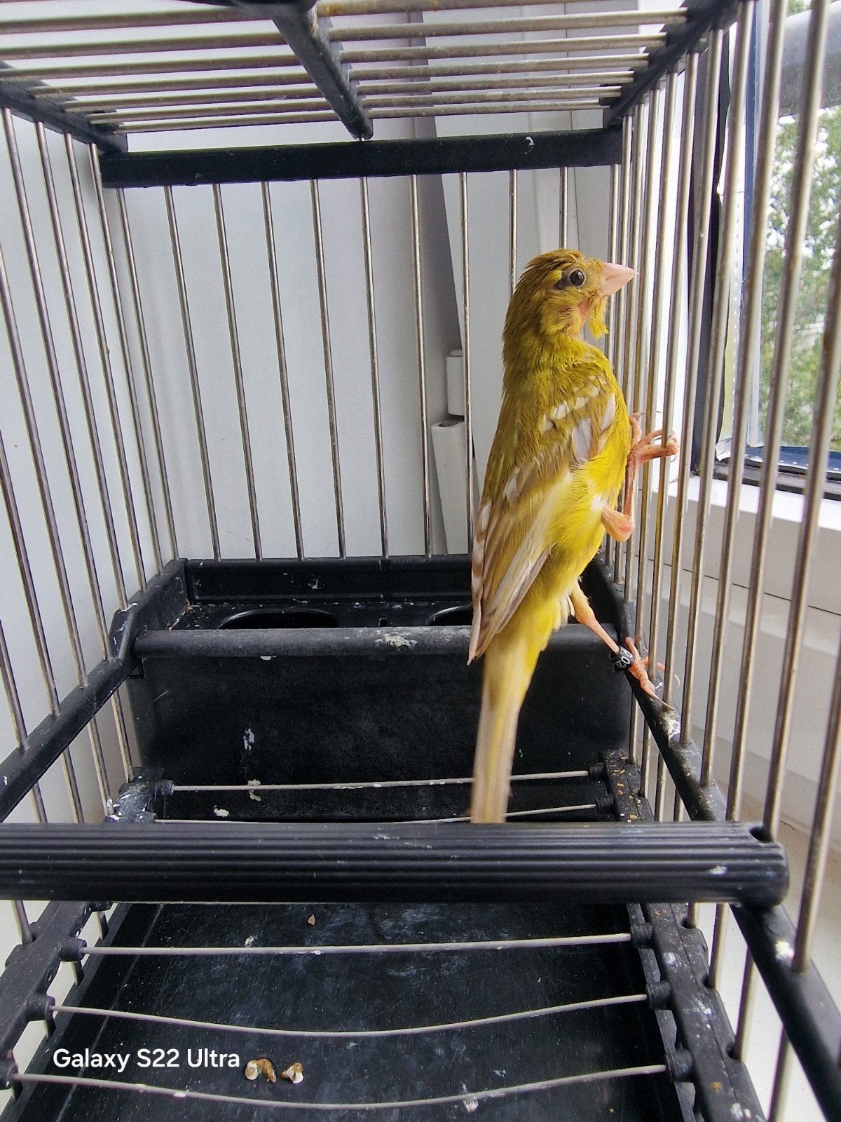 canaris raza espagnole, Animaux & Accessoires, Mâle