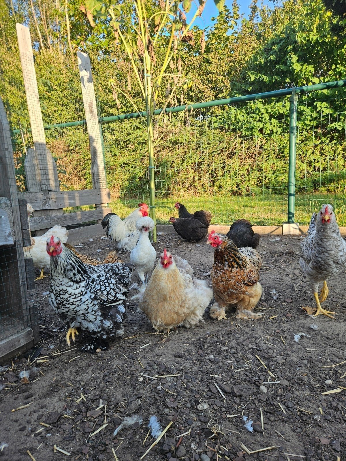 poule a vendre et pousin de 3 moi a super prix pure race, Animaux & Accessoires