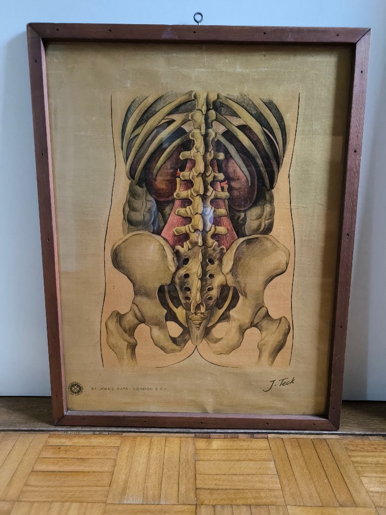 Originele ingelijste anatomische plaat J. Teck, Ophalen, Natuur en Biologie