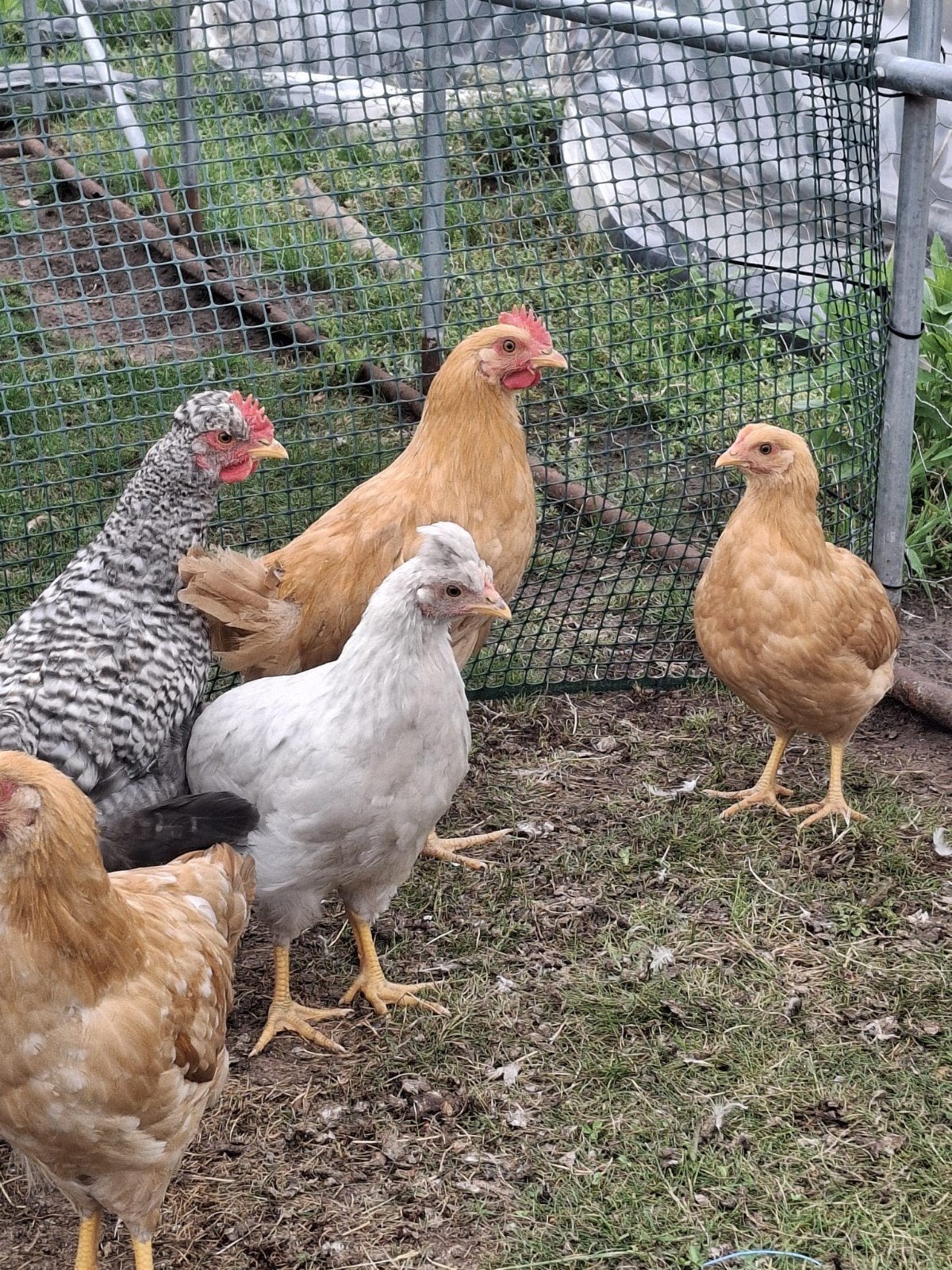 Haan leghorn buff en cream legbar