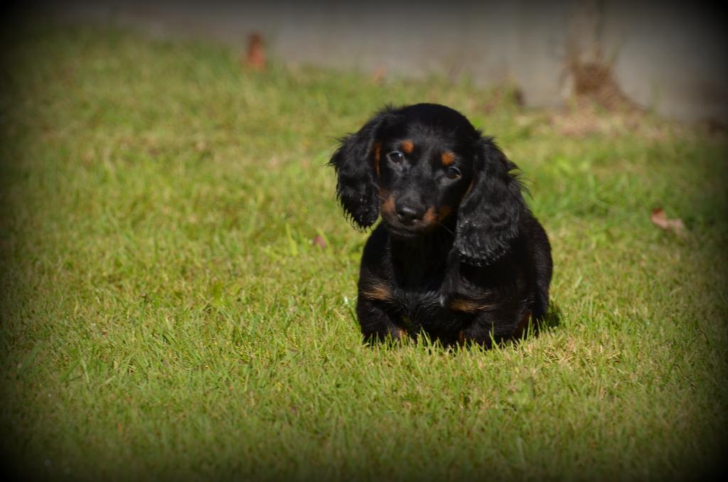 Chiots teckel à poil long, Animaux & Accessoires, Chiens | Teckels & Bassets, Chien (mâle), Poils longs, Nain, Éleveur | Professionnel