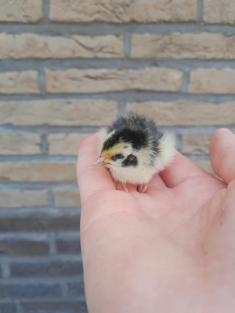 Kwartel kuikentjes (1 dag oud), Dieren en Toebehoren, Pluimvee, Geslacht onbekend, Overige soorten