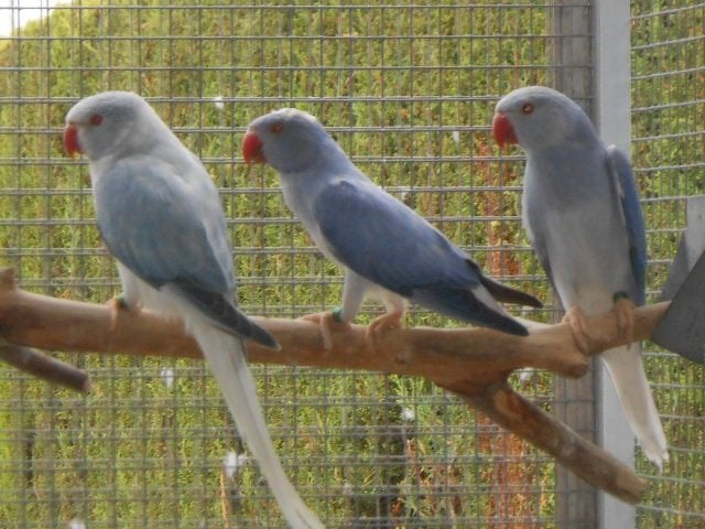 halsbanden bleekstaart en bleekstaart opaline 2026, Dieren en Toebehoren, Vogels | Parkieten en Papegaaien, Meerdere dieren, Parkiet