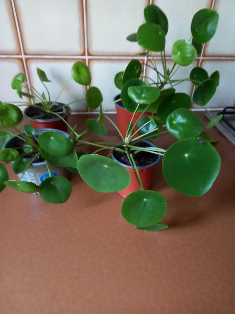 PANNENKOEKENPLANTEN, Ophalen