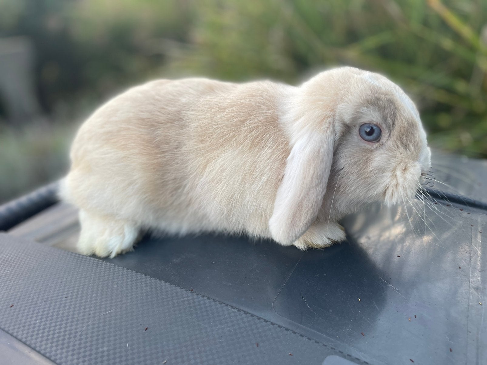 Minilop konijntje, Dieren en Toebehoren