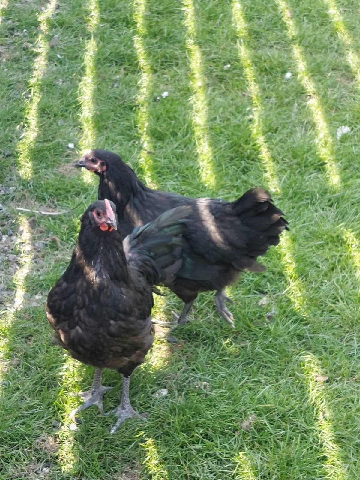 Australorp kippen, Dieren en Toebehoren