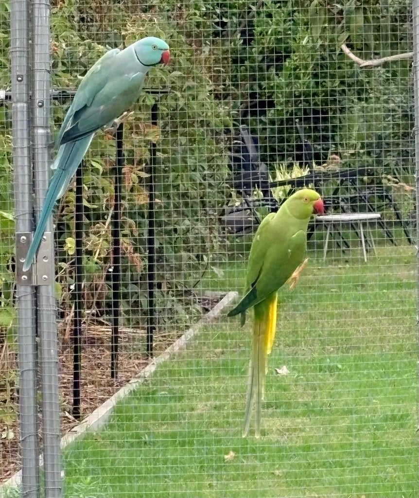 Couple de perruches à collier, Animaux & Accessoires, Oiseaux | Perruches & Perroquets, Plusieurs animaux, Perruche, Bagué
