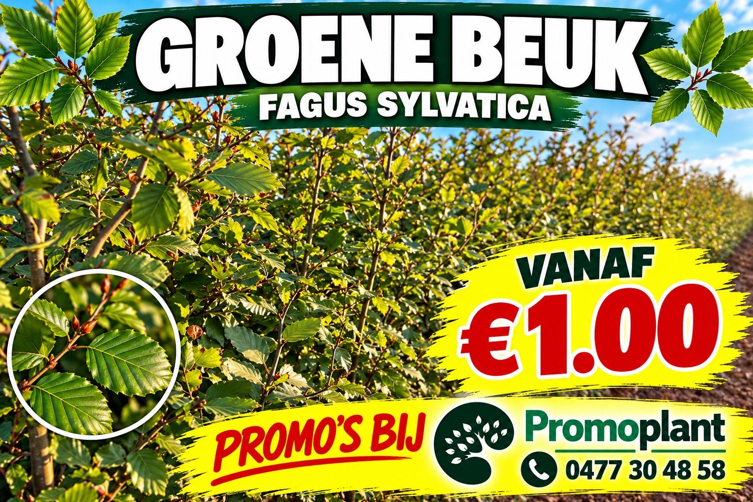 ‼️Groene beukenhaag aan PROMOprijzen bij PROMOplant‼️, Tuin en Terras, Ophalen, Beukenhaag