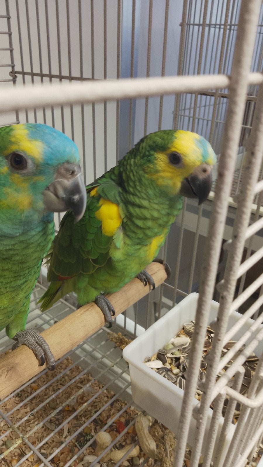 Jeunes Amazones au front bleu aux épaules jaunes, Animaux & Accessoires, Oiseaux | Perruches & Perroquets, Bagué