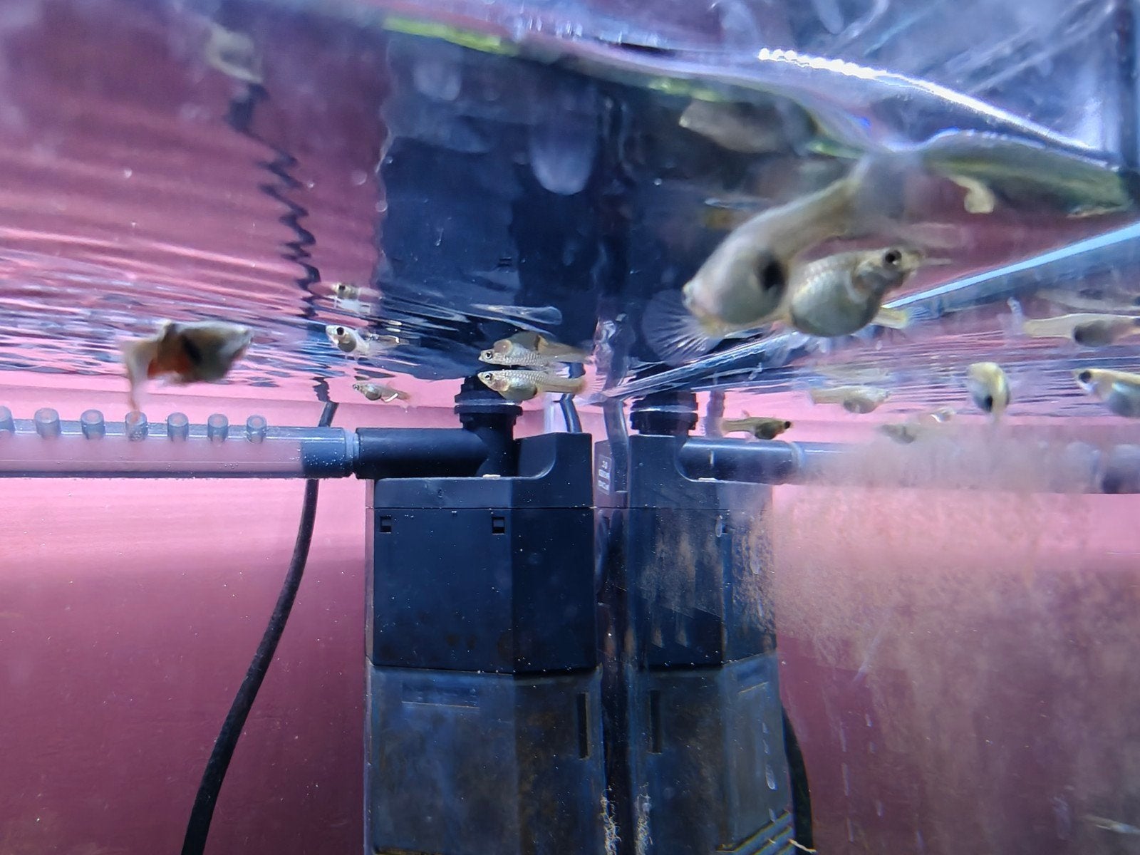 Guppy te koop, Dieren en Toebehoren