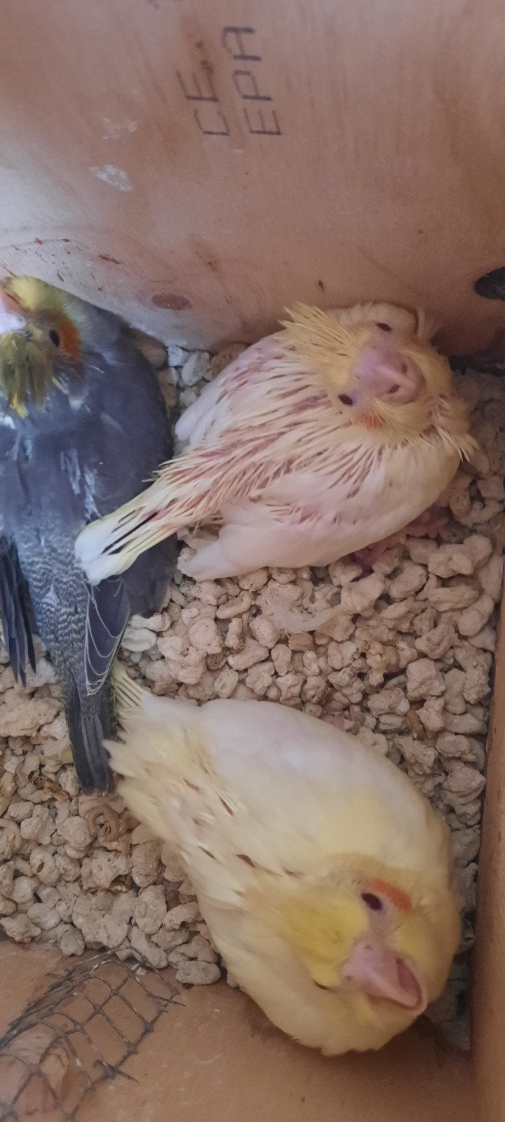 Valkparkieten handopfok, Dieren en Toebehoren, Tam
